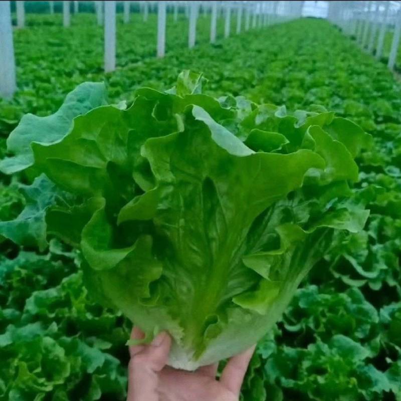 意大利生菜，长年供货，电商市场超市。