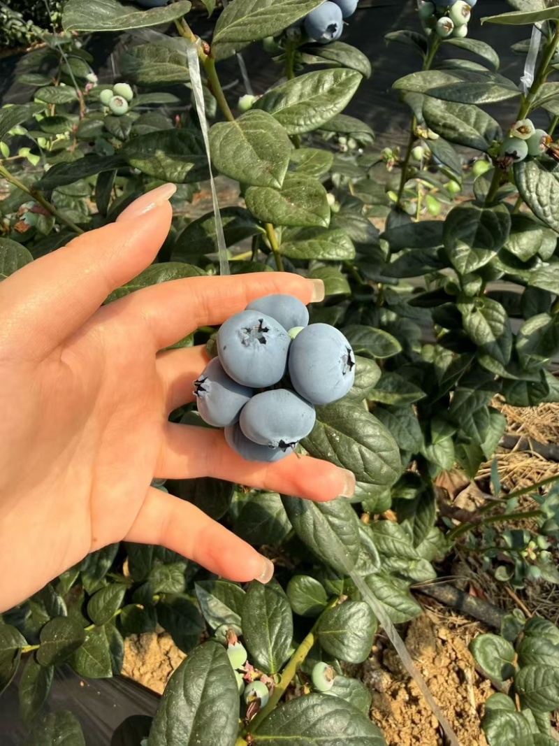 L25蓝莓，产地直供，量大从优，欢迎采购，保质保量