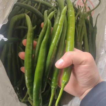 新苗3号线椒一手货源大量供应市场电商质量保证