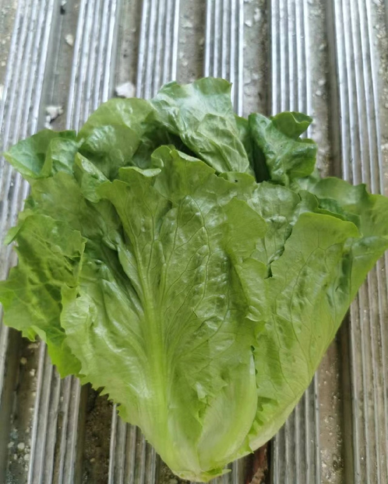 意大利生菜，长年供货，电商市场超市。