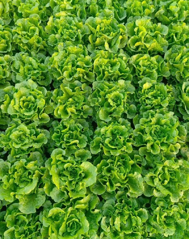 意大利生菜，长年供货，电商市场超市。