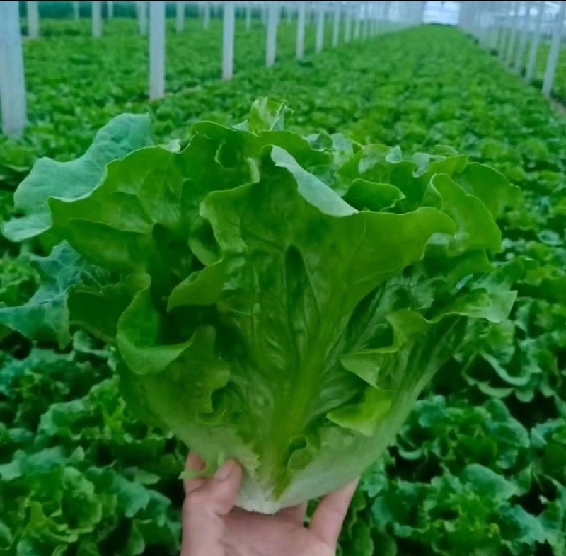 意大利生菜，长年供货，电商市场超市。