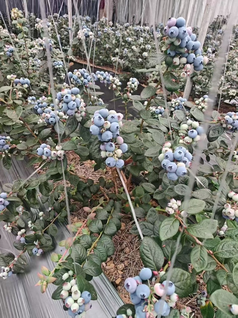 花香蓝莓，纯甜无酸，产地直供，欢迎采购，量大从优