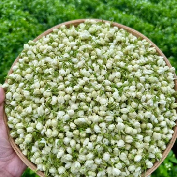 横县茉莉鲜花