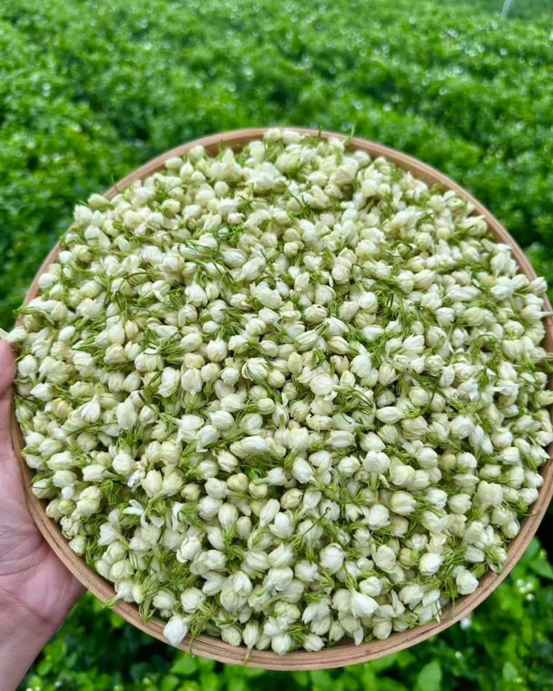 横县茉莉鲜花