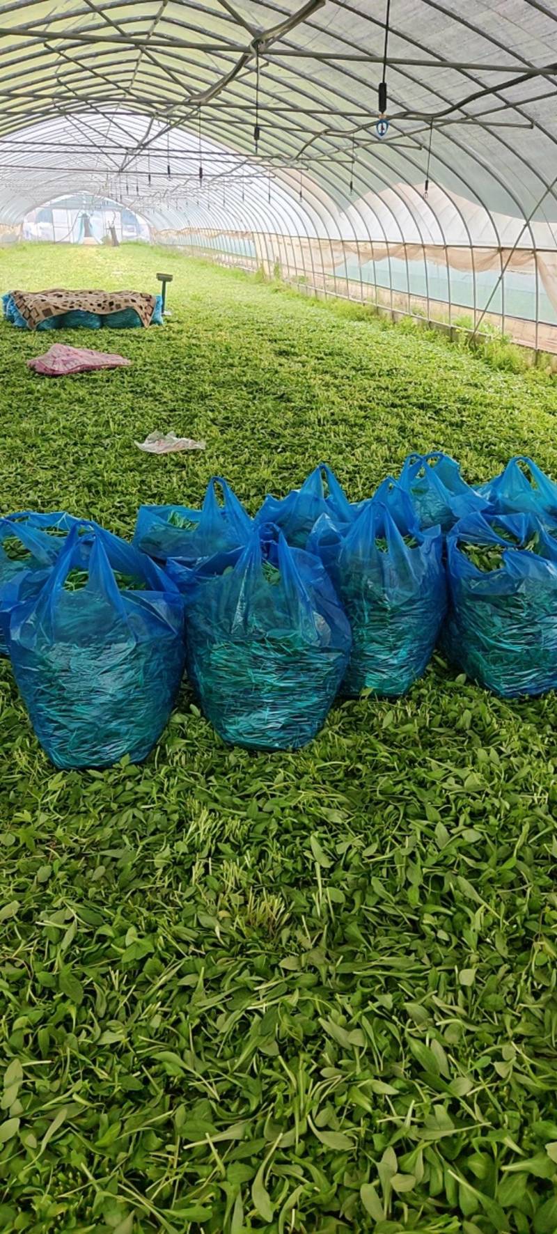 精品马兰头产地嘉兴南湖直发