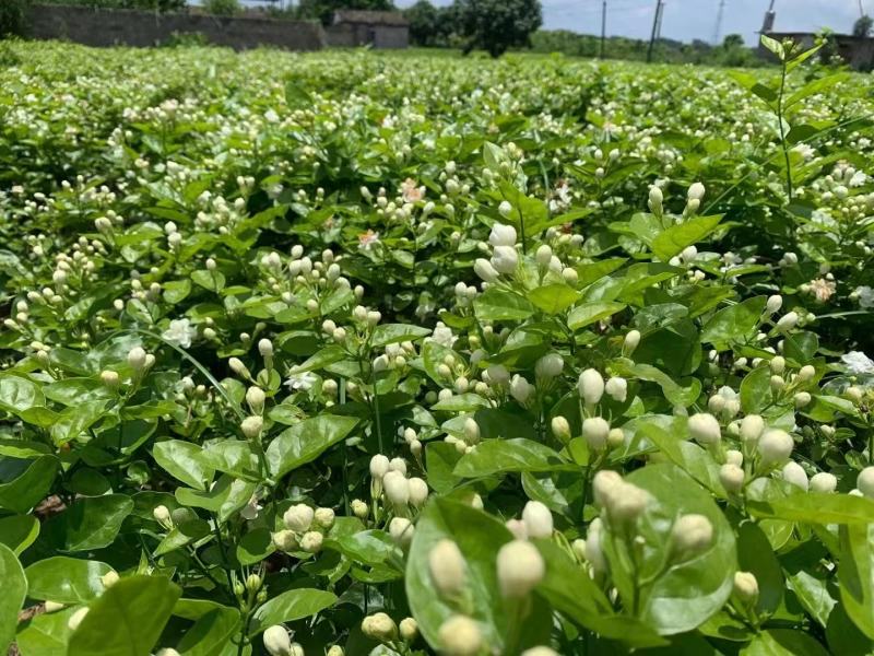 横县茉莉鲜花/时价