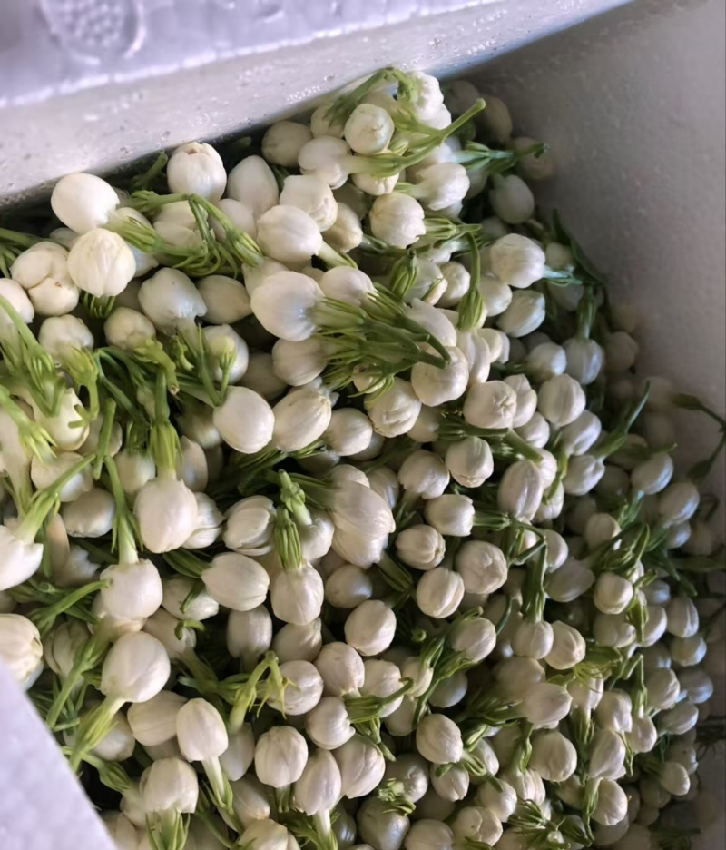 横县茉莉鲜花/时价