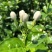 横县茉莉鲜花/时价
