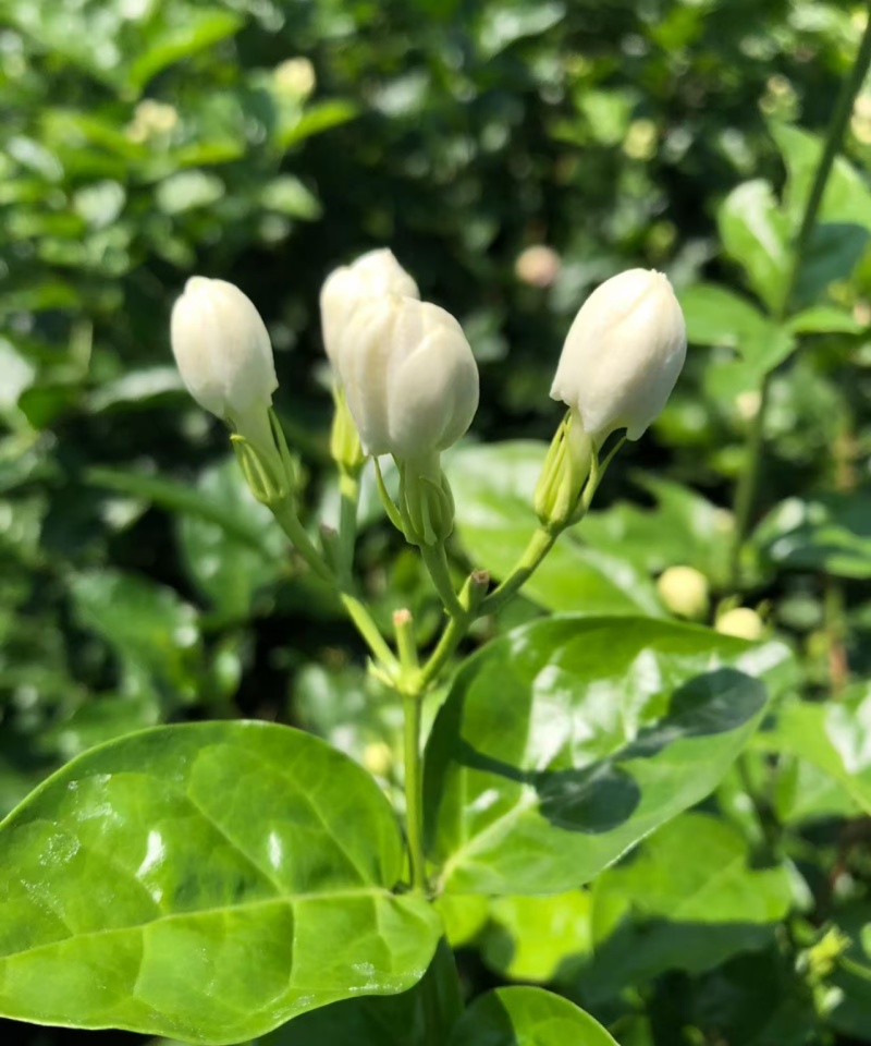 横县茉莉鲜花/时价
