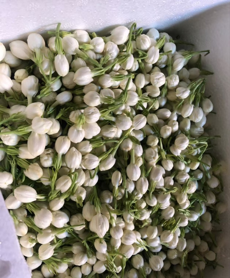 横县茉莉鲜花/时价