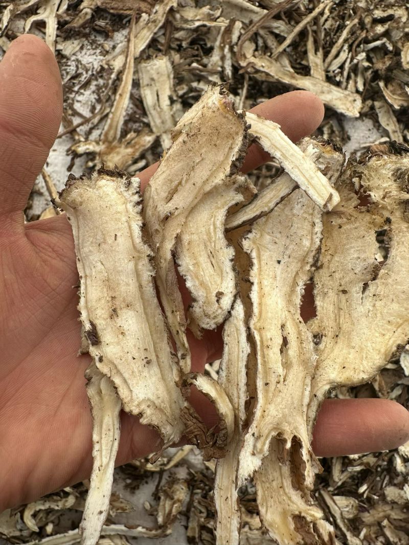 甘肃当归全归片现有货可以现场考察满意再装承接批发加工零售