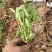 空心菜苗子带根苗
