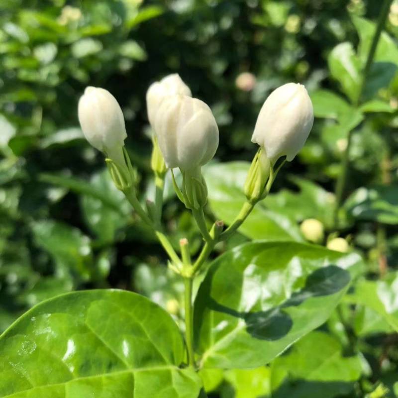 横县茉莉鲜花/时价