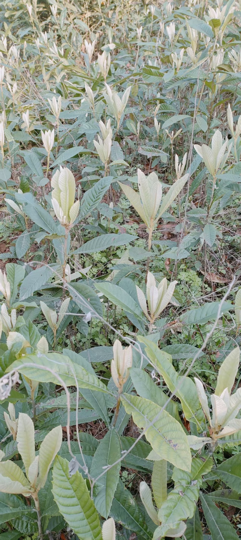 实生枇杷苗基地直发枇杷直生苗量大