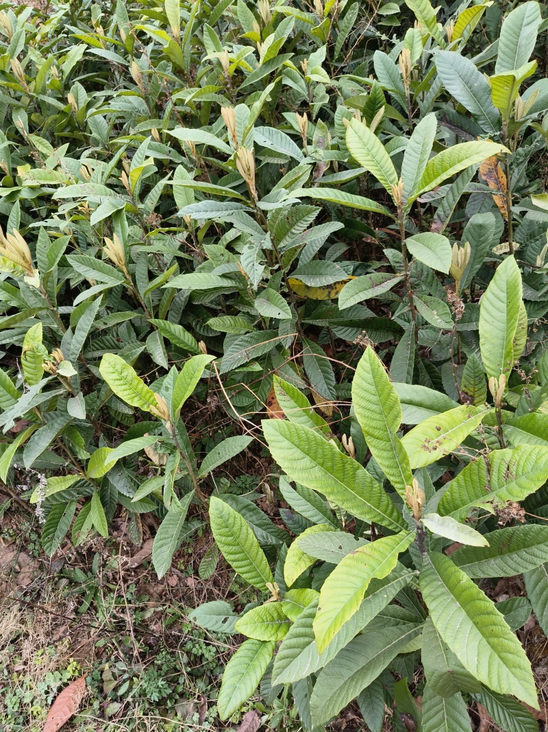 实生枇杷苗基地直发枇杷直生苗量大