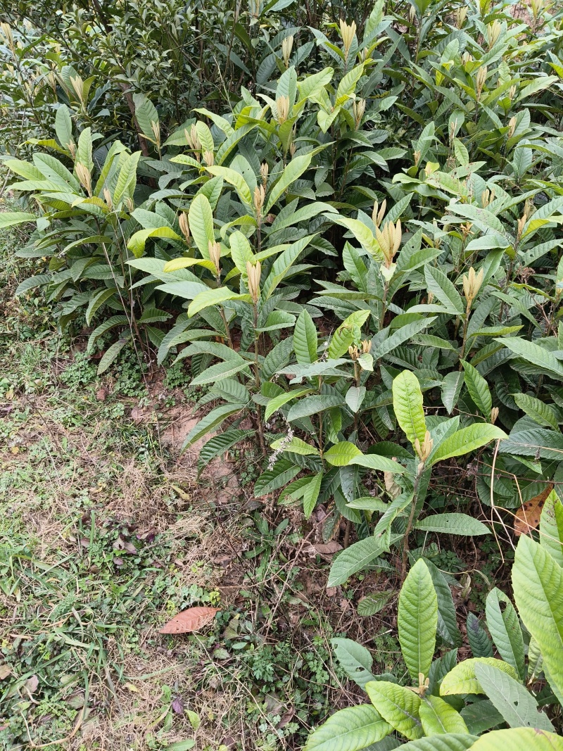 实生枇杷苗基地直发枇杷直生苗量大