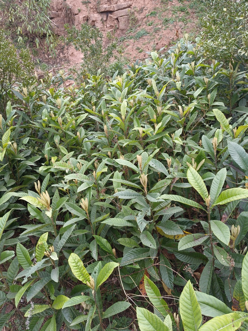实生枇杷苗基地直发枇杷直生苗量大
