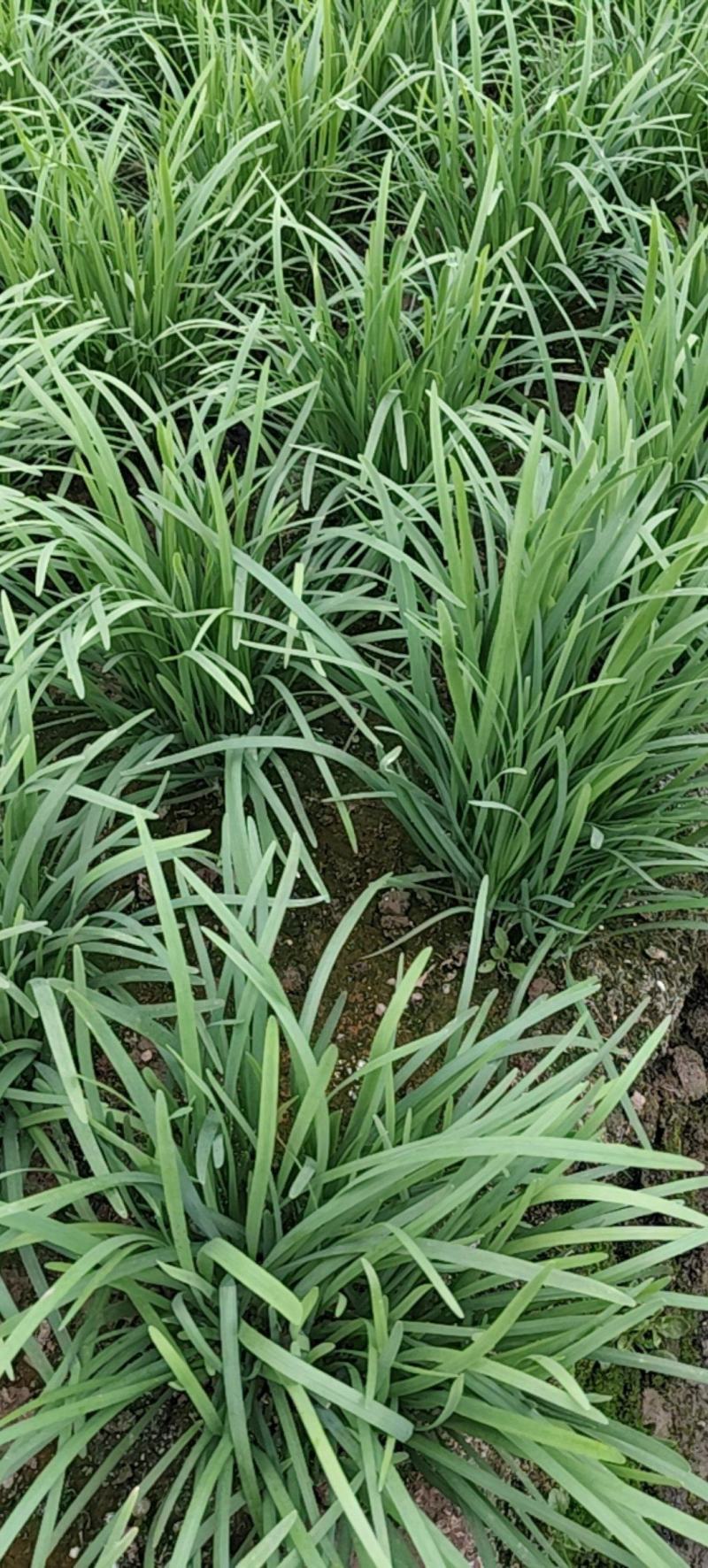 上海韭菜自家种植，长年有货，大量供货，价格实惠