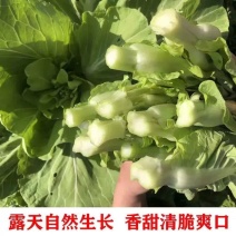 菜苔红菜苔白菜苔