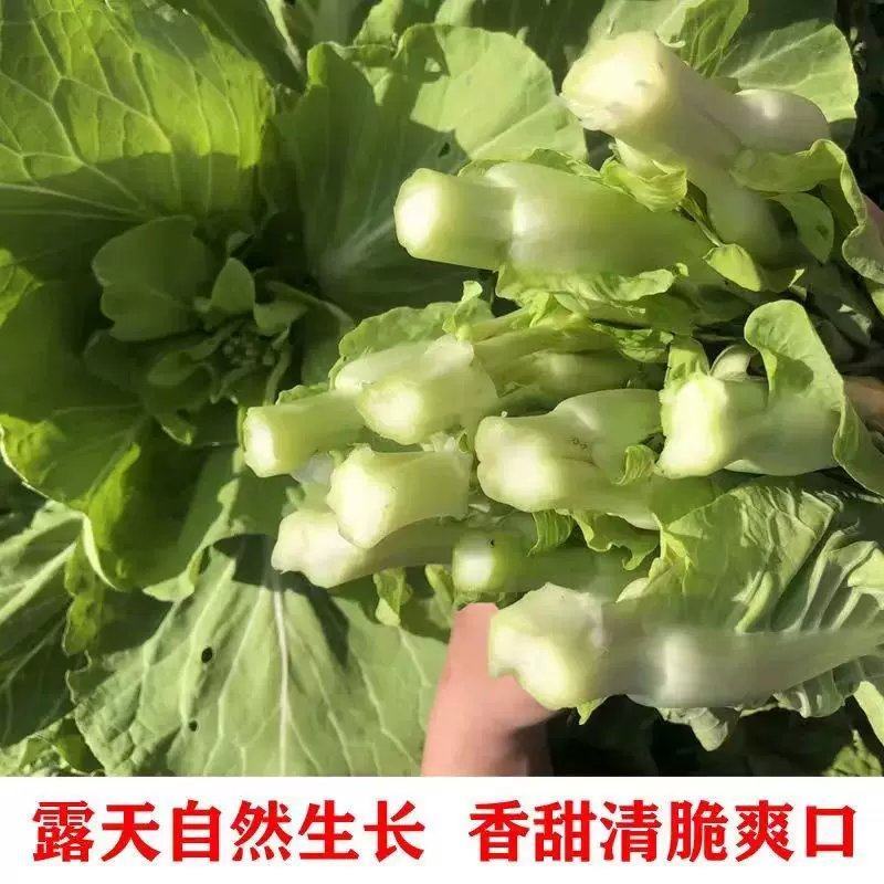 菜苔红菜苔白菜苔