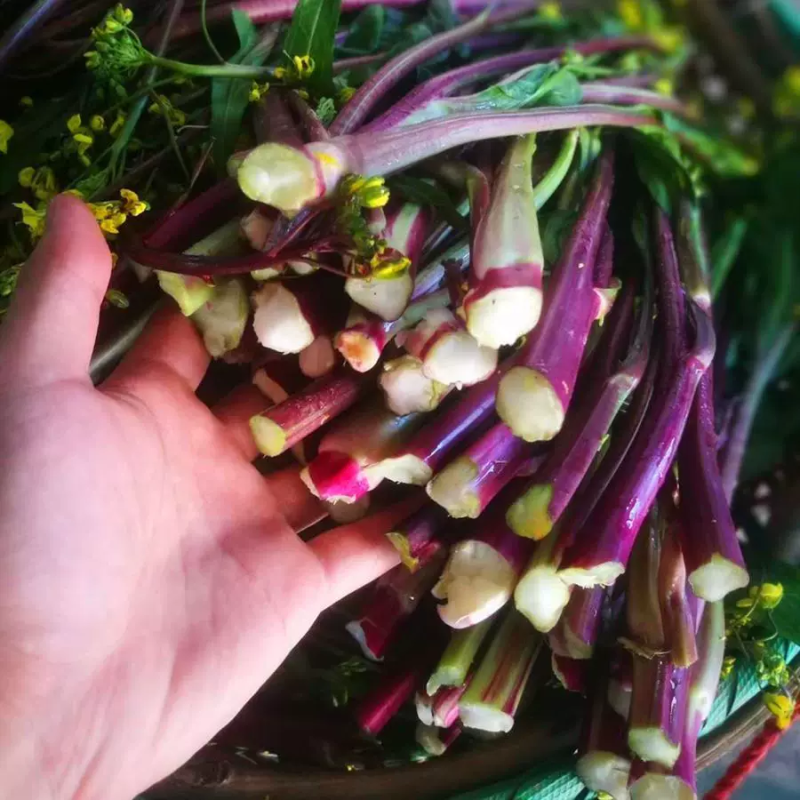 菜苔红菜苔白菜苔
