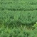 正宗川柏苗，基地直发量大从优，欢迎各位咨询
