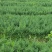 正宗川柏苗，基地直发量大从优，欢迎各位咨询