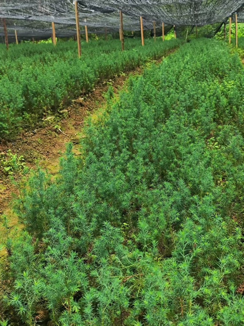 正宗川柏苗，基地直发量大从优，欢迎各位咨询