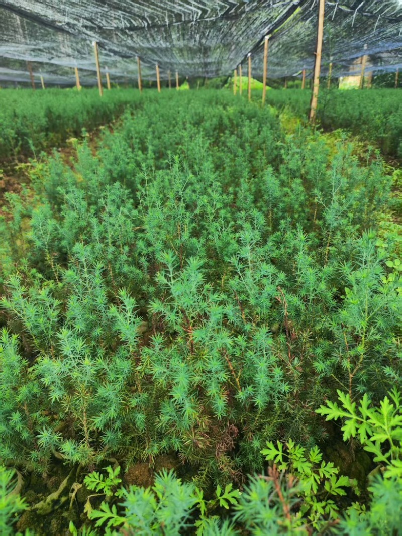 正宗川柏苗，基地直发量大从优，欢迎各位咨询
