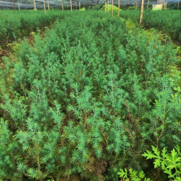 正宗川柏苗，基地直发量大从优，欢迎各位咨询