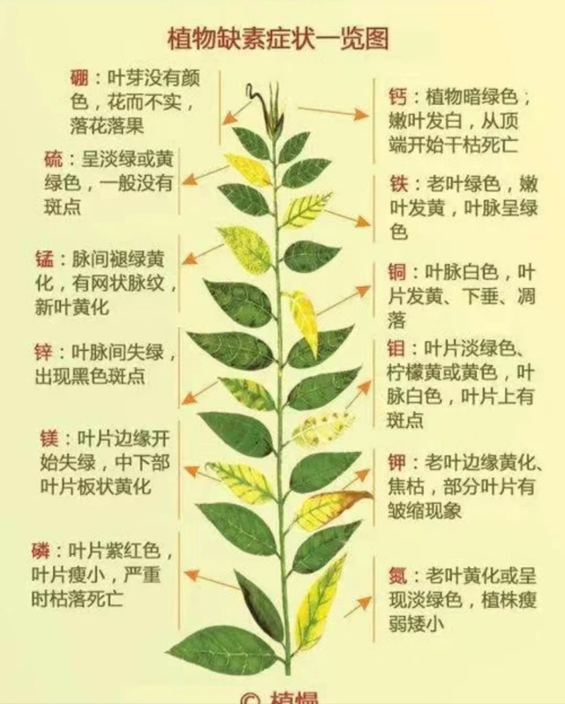 大量元素水溶肥料高磷高氮高钾平衡作物整个生长周期