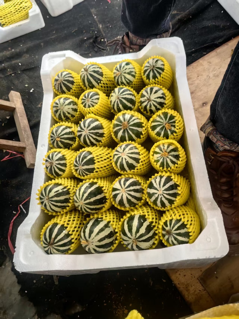 博洋甜瓜大量上市基地直供品质优可视频看货欢迎咨询来电