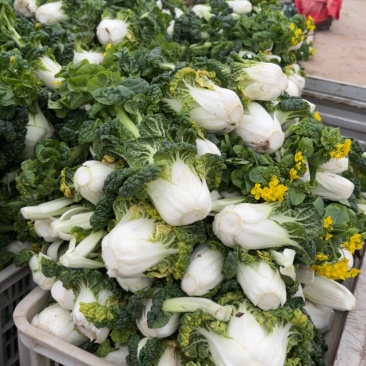 大量青菜黄心白菜，养殖加工都可，量大价优