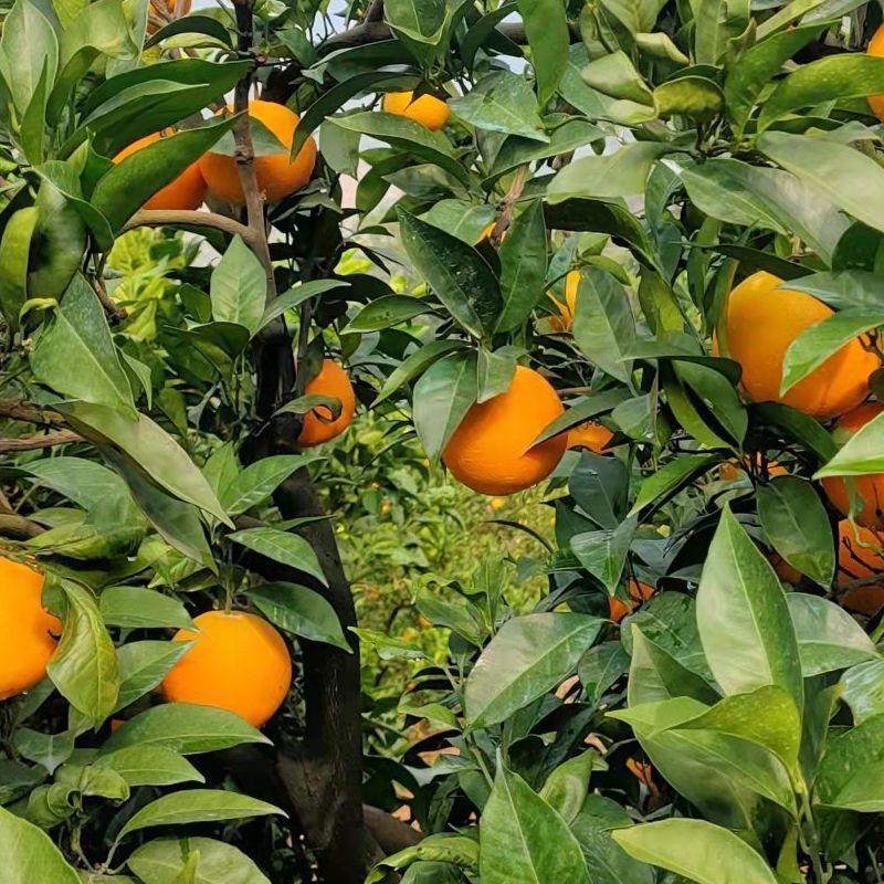 重庆奉节脐橙72-1，产地一手货源，量大优惠对接全国客户