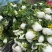 大量青菜黄心白菜，养殖加工都可，量大价优