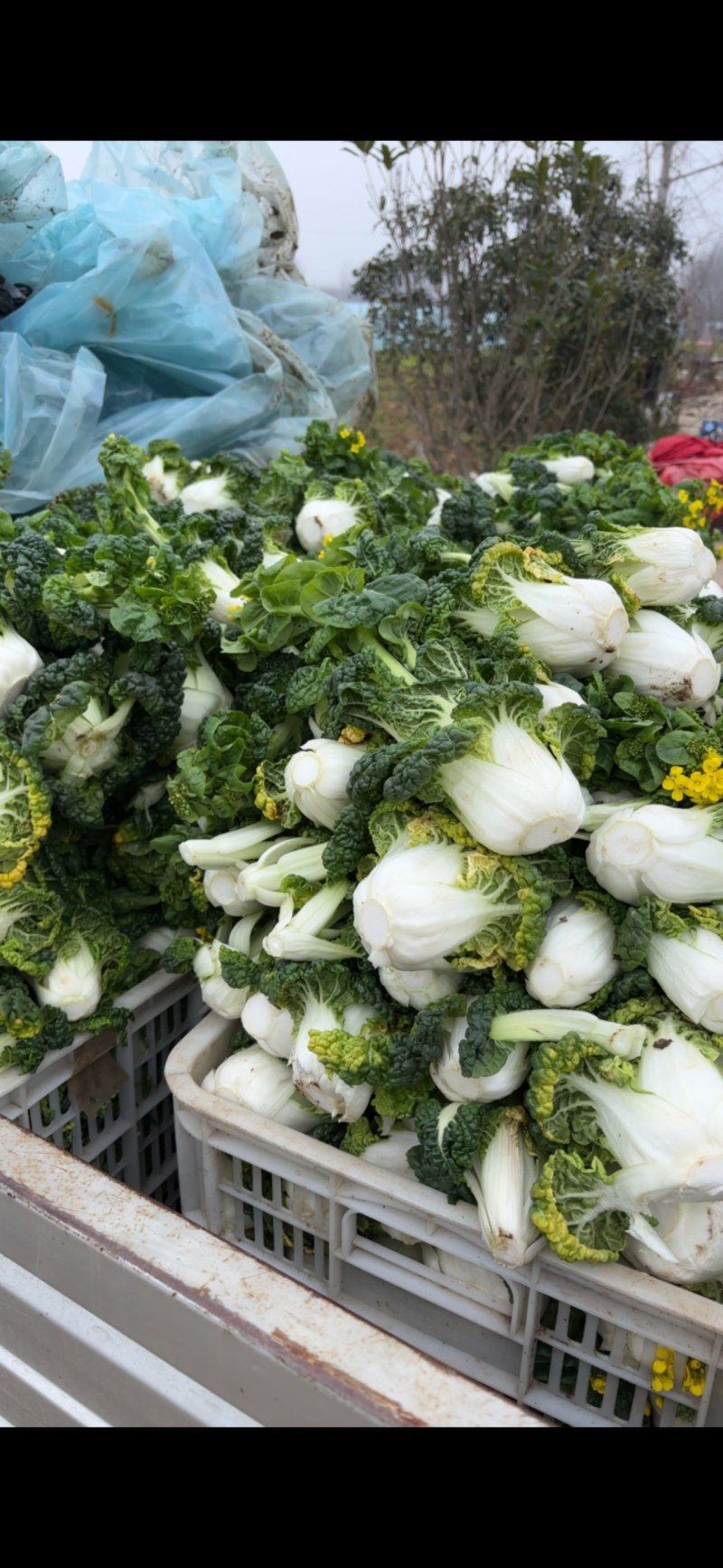 大量青菜黄心白菜，养殖加工都可，量大价优