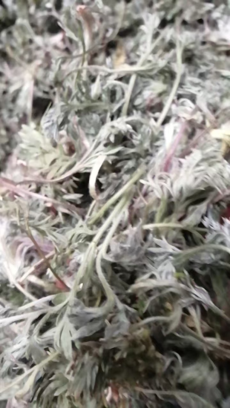 白蒿