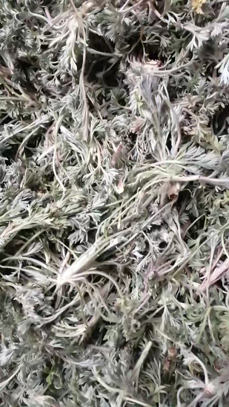 白蒿