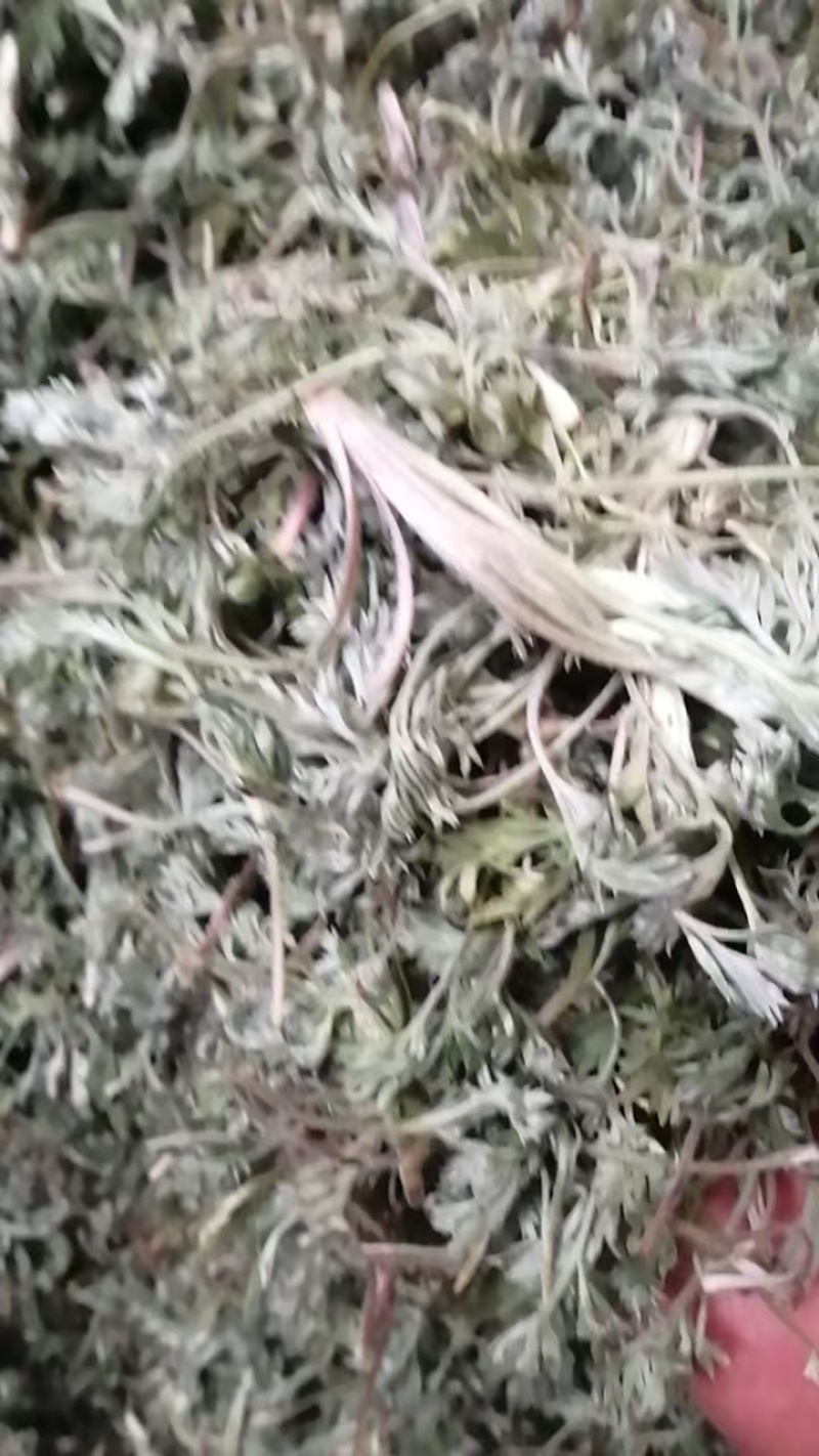 白蒿