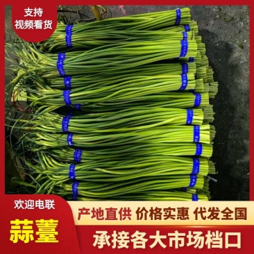 山东精加工蒜苔（🔥热卖中）价格便宜，一手货源