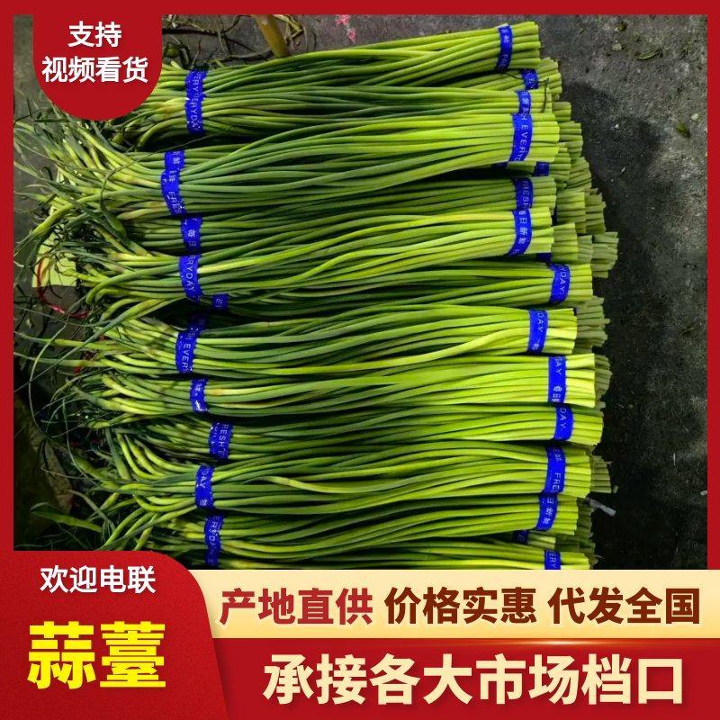 山东精加工蒜苔（🔥热卖中）价格便宜，一手货源