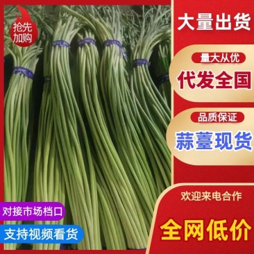 🔥【新鲜蒜苔热卖中】支持各种包装，价格便宜，一手货源。