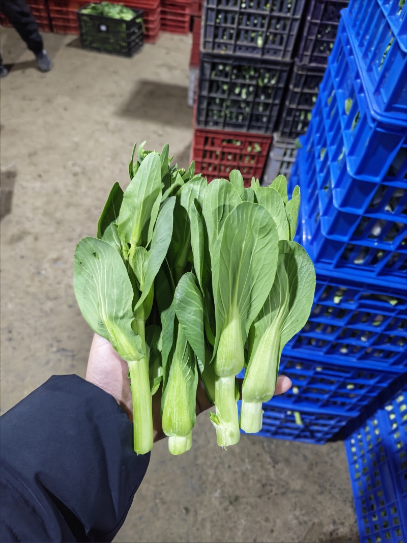 上海青苔【精品青苔】油菜苔产地大量供应欢迎电话咨询