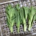 上海青苔【精品青苔】油菜苔产地大量供应欢迎电话咨询