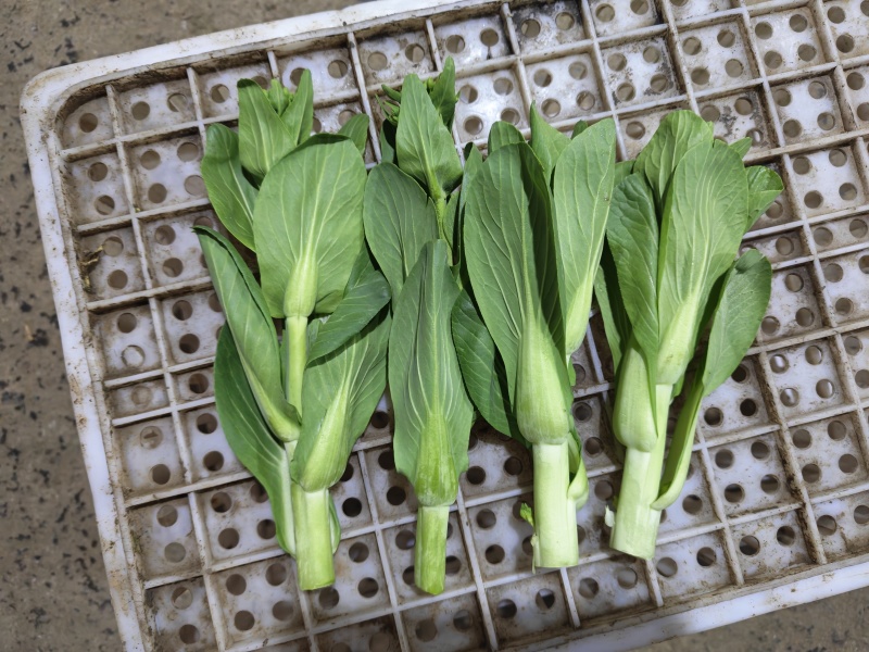 上海青苔【精品青苔】油菜苔产地大量供应欢迎电话咨询