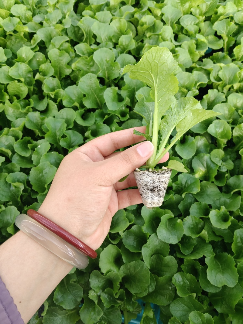 【竹筒菜】苗场直供量大从优一手货源物美价廉