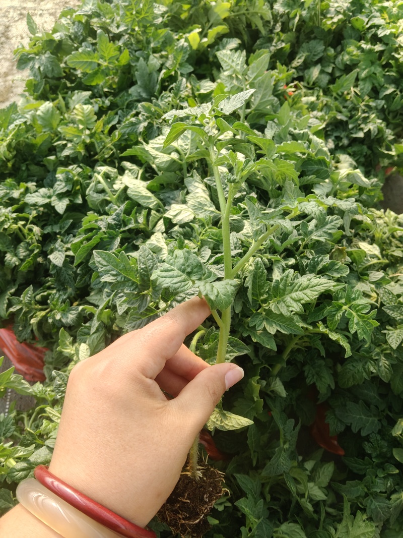 【大番茄直生】全基质穴盘苗苗场直供一手货源