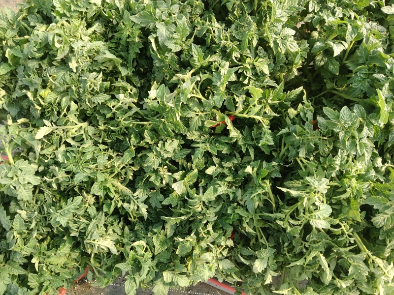 【大番茄直生】全基质穴盘苗苗场直供一手货源