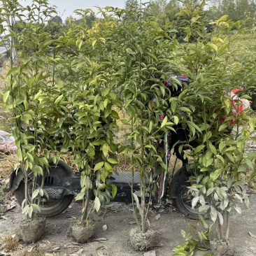 天竺桂绿篱，高度1.2米，1.5米，2米，各种规格。